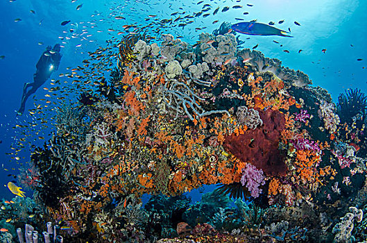 印度尼西亚,西巴布亚,四王群岛,潜水,珊瑚礁,画廊