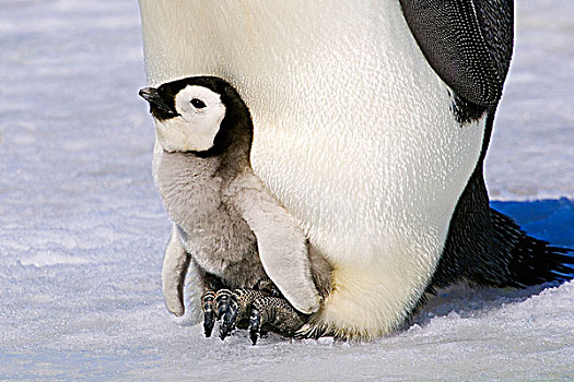 帝企鹅,幼禽,休息,脚,雪丘岛,南极半岛
