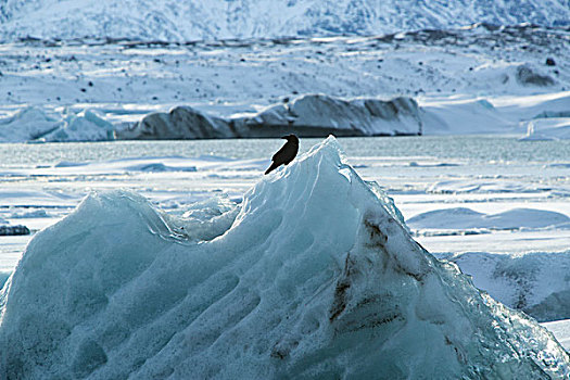 大乌鸦,坐,冰块,杰古沙龙湖,冰岛