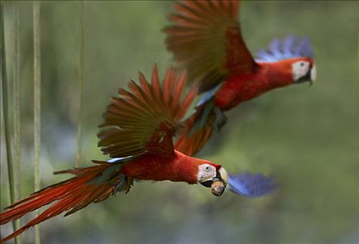 绯红金刚鹦鹉,一对,飞,棕榈果,哥斯达黎加