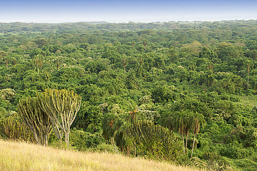 树,树林,沼泽,鹈鹕,伊丽莎白女王国家公园,乌干达