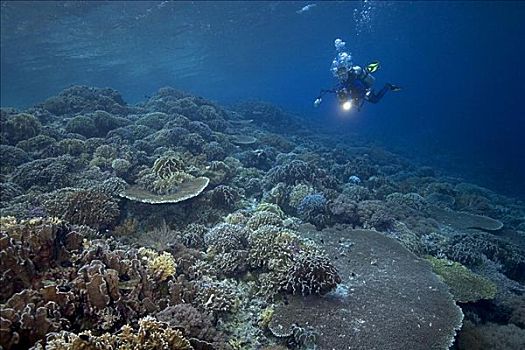 印度尼西亚,班达海,小岛,潜水,上方,茂密,珊瑚,海景