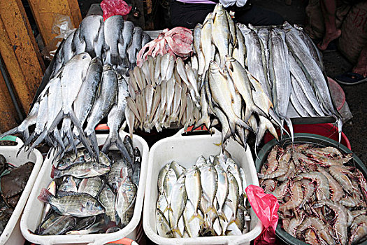 鱼市,马尼拉,菲律宾,东南亚