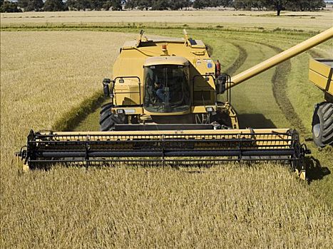 稻米,收获,澳大利亚