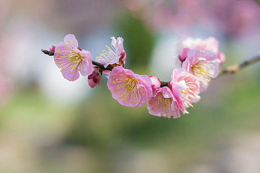 初春梅园梅花盛开