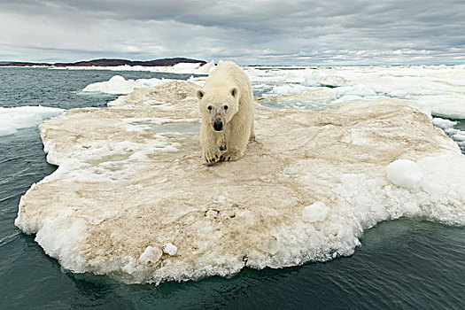 加拿大,努纳武特,领土,幼兽,北极熊,站立,边缘,冰袋,冰冻,海峡,靠近,北极圈,哈得逊湾