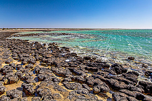 西澳大利亚澳大利亚印度洋鲨鱼湾哈美林池自然景观世界海洋遗产保护区蓝藻蓝菌层叠岩层叠石迭层石westernaustraliaindianoceansharkbayhamelinpool