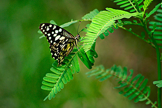 蝴蝶,植物,达卡,孟加拉,六月,2008年