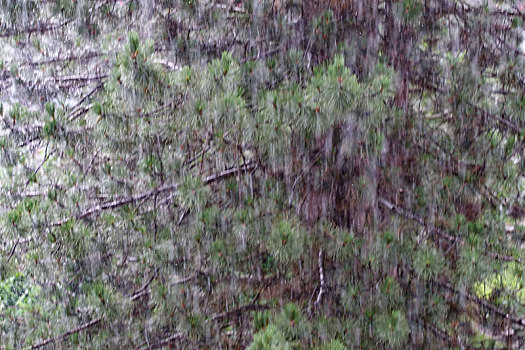 重,雨,逆光,正面,针叶树