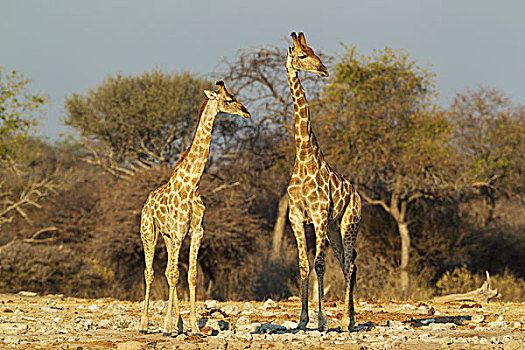 南非,长颈鹿,美女,左边,雄性,看,环境,水坑,接近,埃托沙国家公园,纳米比亚,非洲