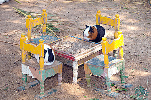 天竺鼠,坐,微型,椅子,桌子,突尼斯,非洲