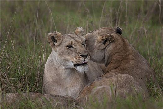 狮子,家族,草地,马赛马拉国家保护区,肯尼亚