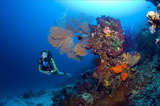 潜水者,彩色,珊瑚礁,印度尼西亚,东南亚