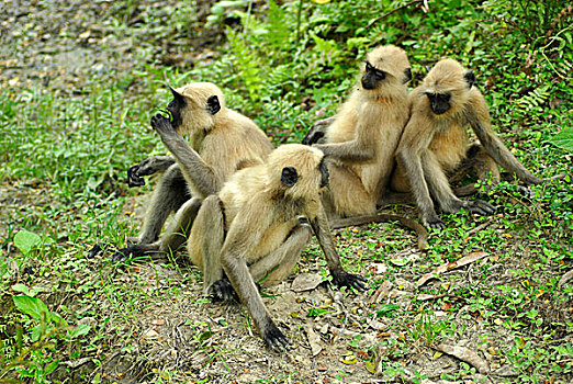 哈奴曼,叶猴,长尾叶猴,黑色,诞生,灰色,晒黑,褐色,成年,神圣,印度教,树林,区域,靠近,孟加拉,七月,2008年