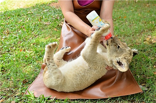 动物园管理员,喂婴儿,狮子