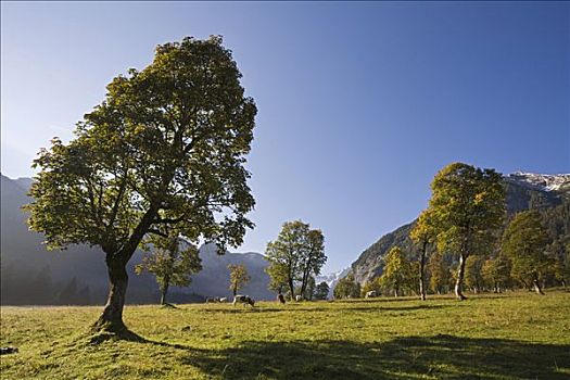 大槭树,母牛,草场,英国,区域,奥地利,欧洲