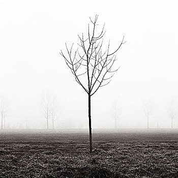秃树,雾