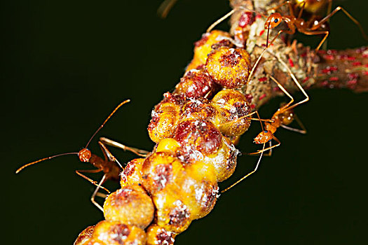 黄色,疯狂,蚂蚁,三个,保护,鳞片,昆虫,圣诞节,岛屿,国家公园,澳大利亚
