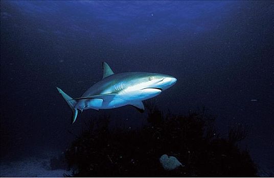 鲨鱼,加勒比真鲨,鱼,水下,海洋动物,动物