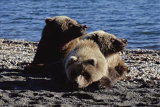 大灰熊,棕熊,休息,岸边,卡特麦国家公园,阿拉斯加