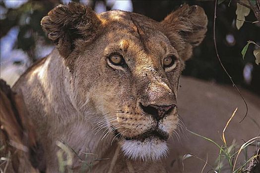 肖像,专注,看,雌狮,狮子,哺乳动物,猫科动物,马赛马拉,肯尼亚,非洲,动物