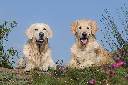 金毛猎犬,雄性,雌性,卧,靠近,相互,奥地利,欧洲