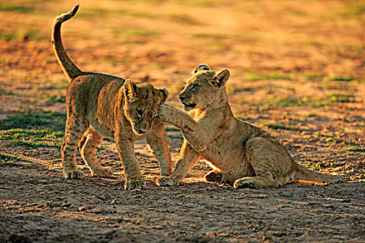 狮子,两个,幼兽,四个,兄弟姐妹,玩,禁猎区,卡拉哈里沙漠,北角,南非,非洲
