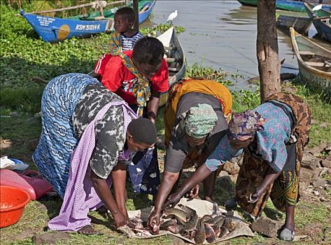肯尼亚,地区,女人,白天,抓住,鲶鱼,海滩,捕鱼者,维多利亚湖