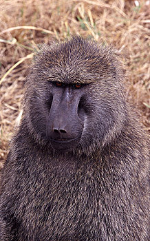 头部,狒狒,坦桑尼亚,非洲