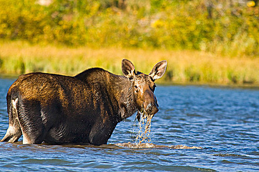 雌性,驼鹿,母牛,进食,湖,冰川国家公园,蒙大拿