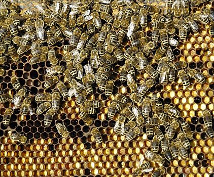 蜜蜂,拥挤,蜂窝,花粉,不同,彩色