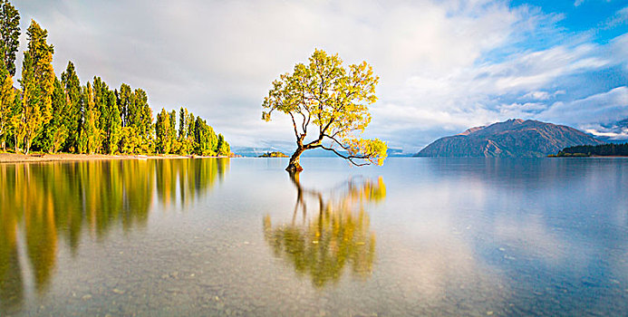 新西兰,南岛,瓦纳卡,湖,树,秋天