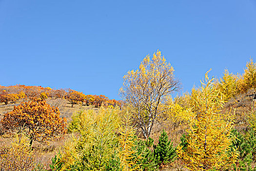 秋天山坡树林