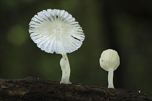 蘑菇,原木上,丹浓谷保护区,婆罗洲,马来西亚