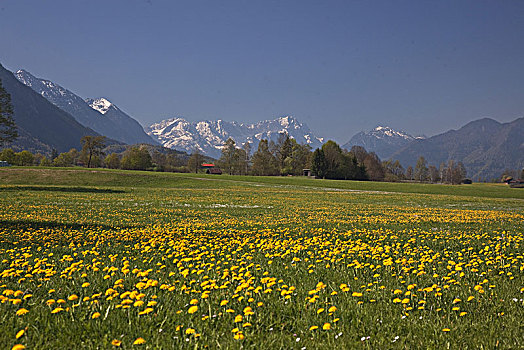 风景,楚格峰,春天,蒲公英,草地,上巴伐利亚,巴伐利亚,德国