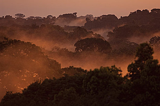 日落,上方,雨林,亚马逊河,厄瓜多尔