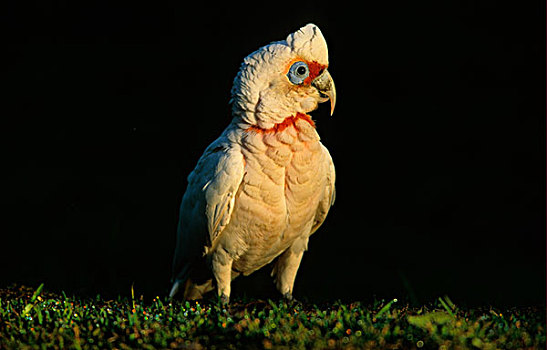 长嘴鸟,风头鹦鹉,地上,东南部,昆士兰,澳大利亚