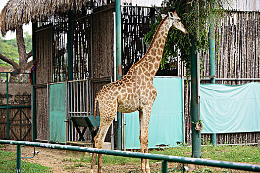 胡志明动物园的长颈鹿