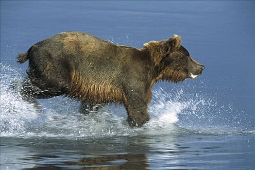 大灰熊,棕熊,追逐,鱼,卡特麦国家公园,阿拉斯加