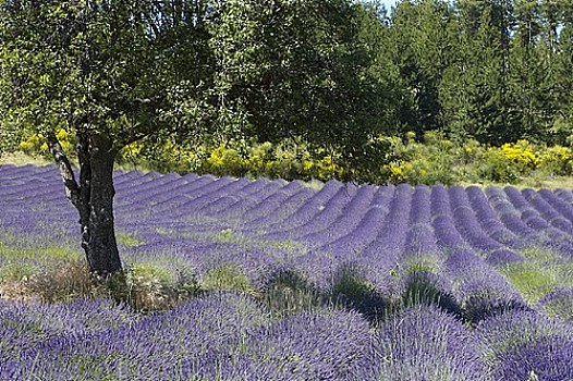 法国,普罗旺斯,薰衣草种植区