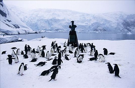 南极,大象,岛屿,野生,帽带企鹅,南极企鹅,纪念,露营地