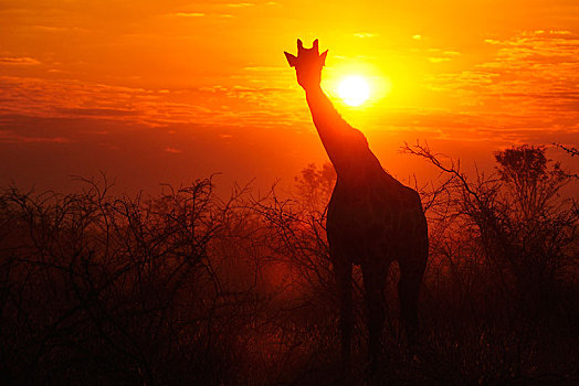长颈鹿,剪影,日落,国家公园,纳米比亚,非洲