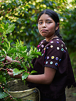 危地马拉人,女孩,挑选,咖啡,樱桃,咖啡种植园,庄园,远景,危地马拉