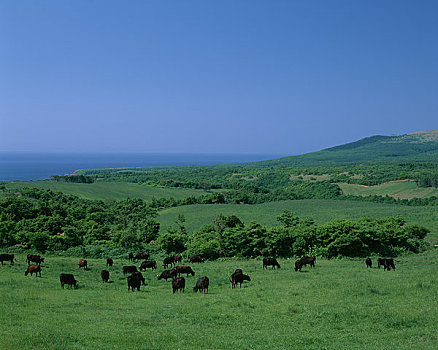 放牧,日本,黑色,多毛,牛