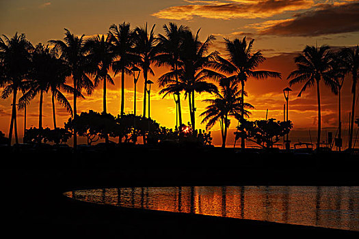 日落,上方,棕榈树,泻湖海滩,威基基海滩,檀香山,瓦胡岛,夏威夷