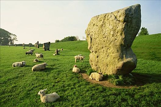 石头,羊群,草场,威尔特,英格兰