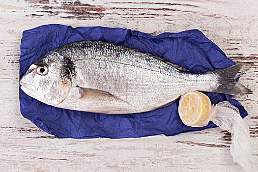 生食,铜盆鱼