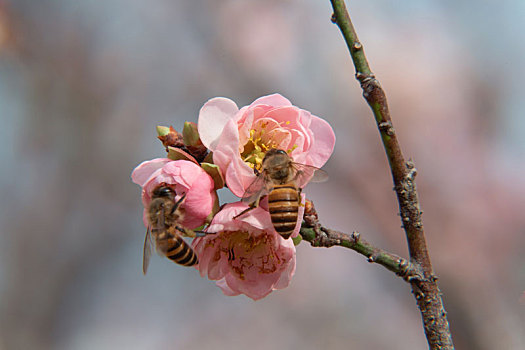 腊月,梅花,蜜蜂,摄于深圳