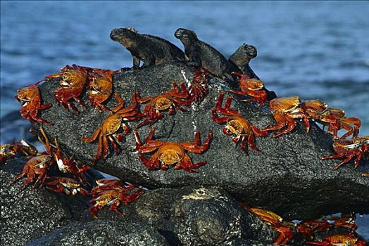细纹方蟹,方蟹,群,分享,漂石,三个,海鬣蜥,满潮,岛屿,加拉帕戈斯群岛,厄瓜多尔