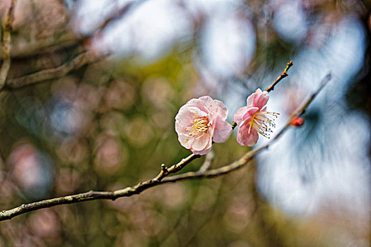 南京梅花山梅花节